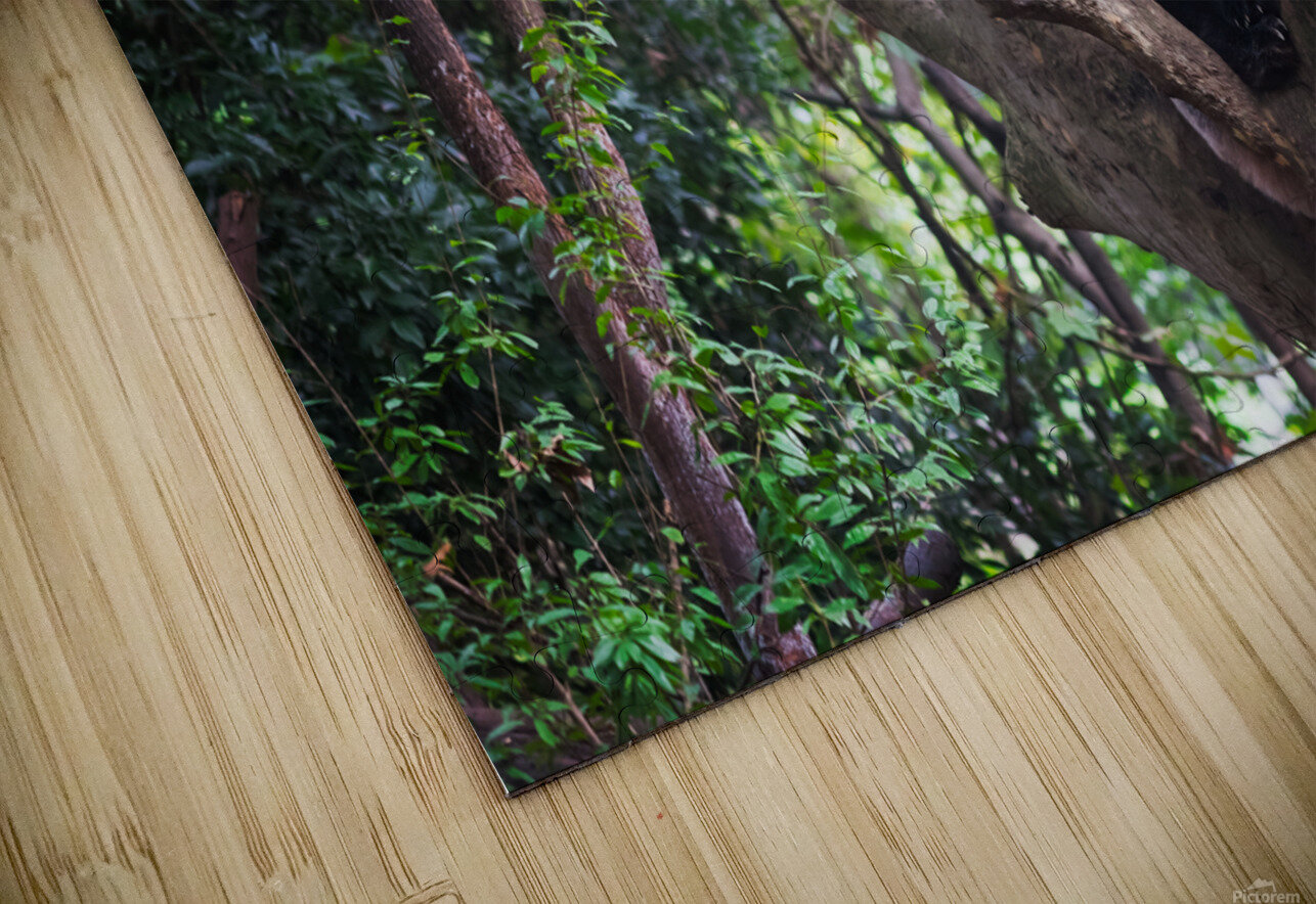 Giant panda in a tree  in Chengdu Philippe Lejeanvre Puzzle