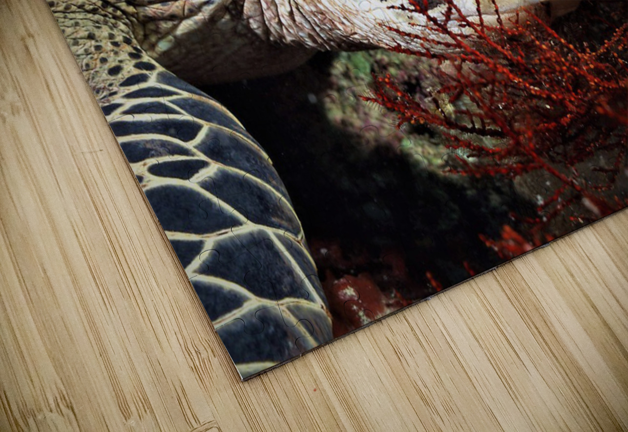 3063 mohamed elabari Puzzle