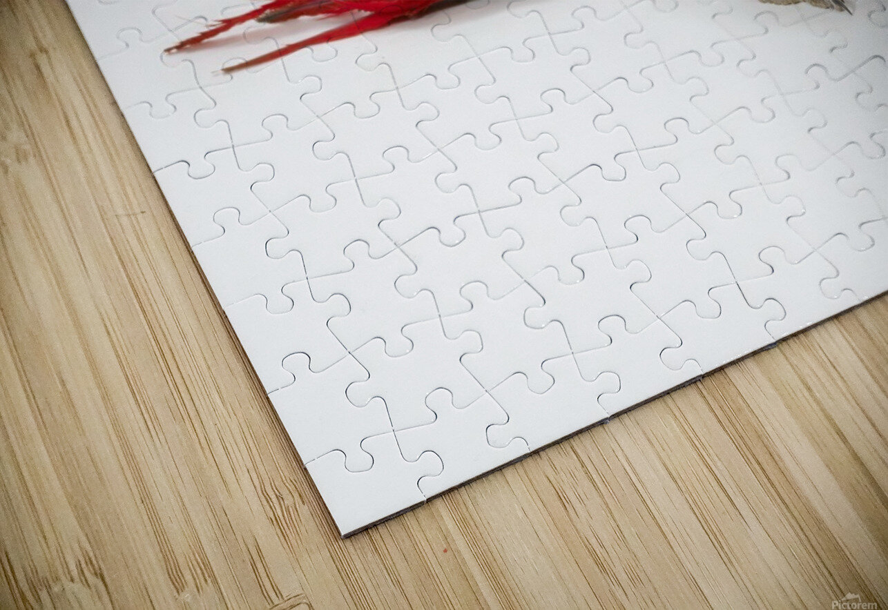 A scarlet macaw parrot on white background HD Sublimation Metal print