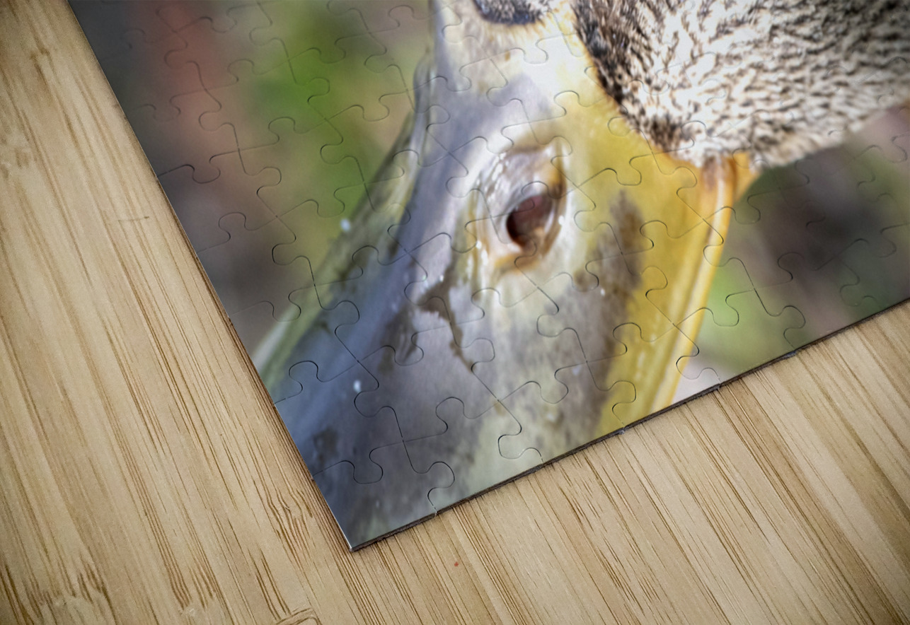 Macro canard Melissa Lefebvre Puzzle