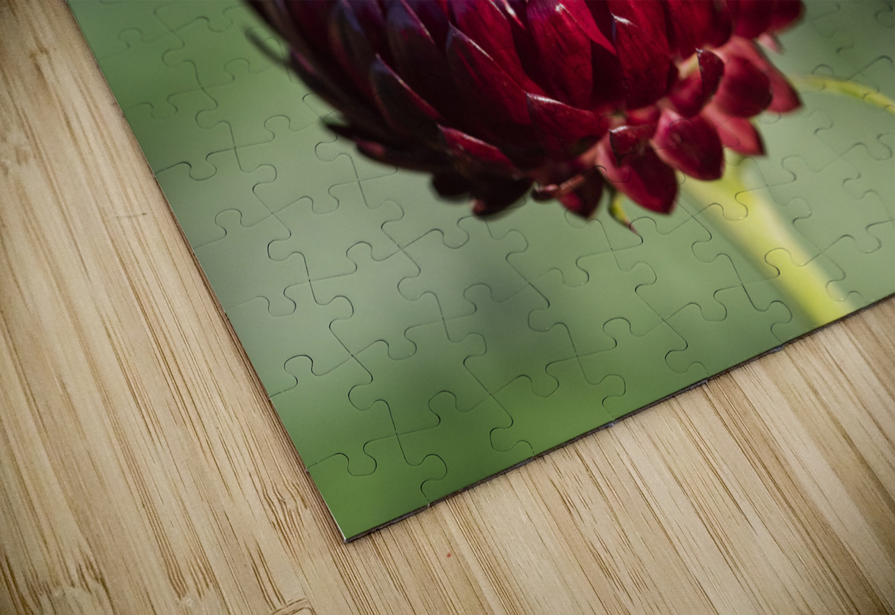  immortelle a bracteesfleur Melissa Lefebvre Puzzle