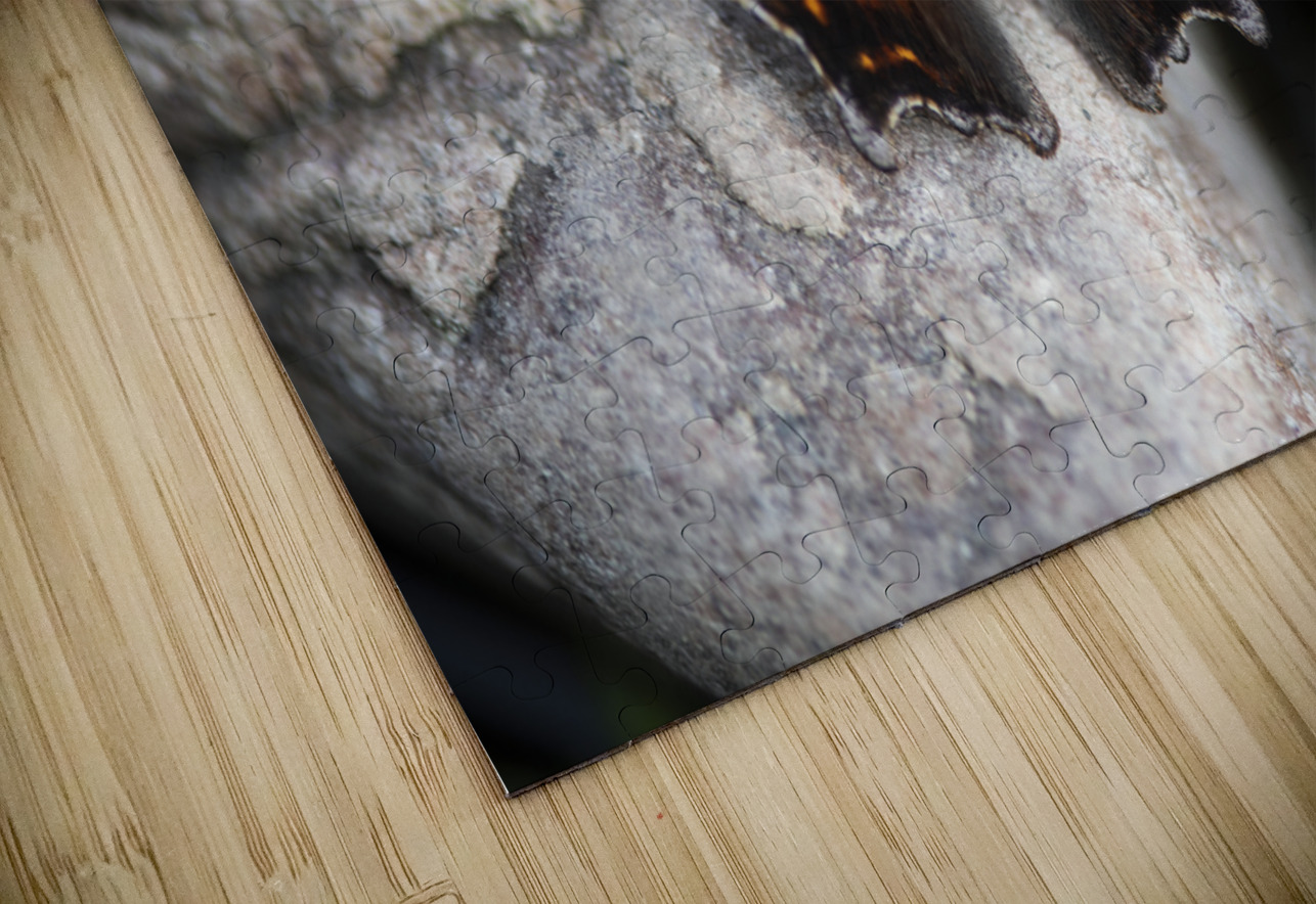 Resting Radiance: Orange-Winged Butterfly on Grey Rock Melissa Lefebvre Puzzle