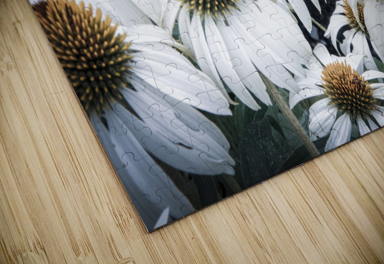 Splendeur botanique : Champs de fleurs dEchinace capture en macro avec une touche de desaturation Melissa Lefebvre Puzzle