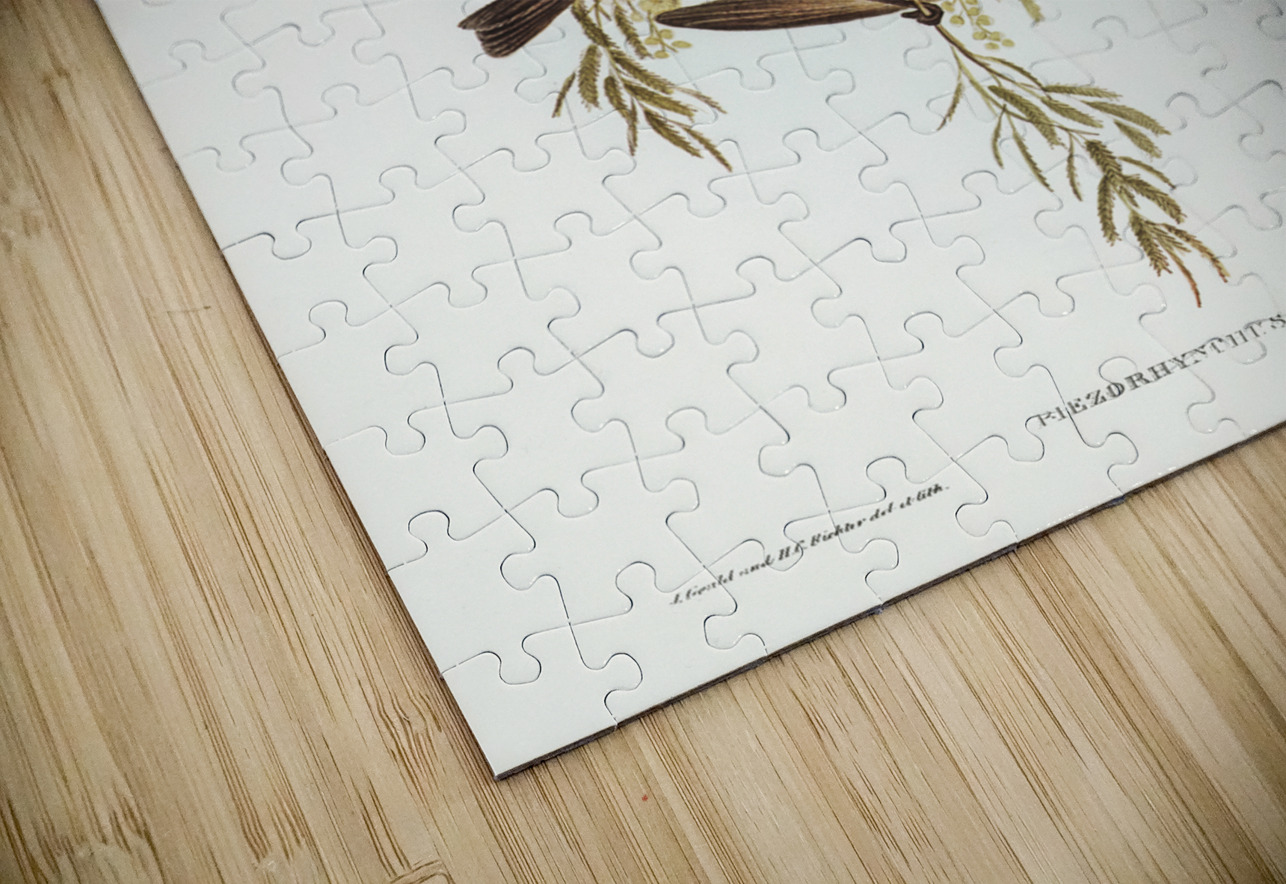 Blue Shining Flycatcher Piezorhynchus nitidus illustrated by Elizabeth Gould 1804–1841 for John Gould’s 1804-1881 Birds of Australia  IStockHistory com Puzzle