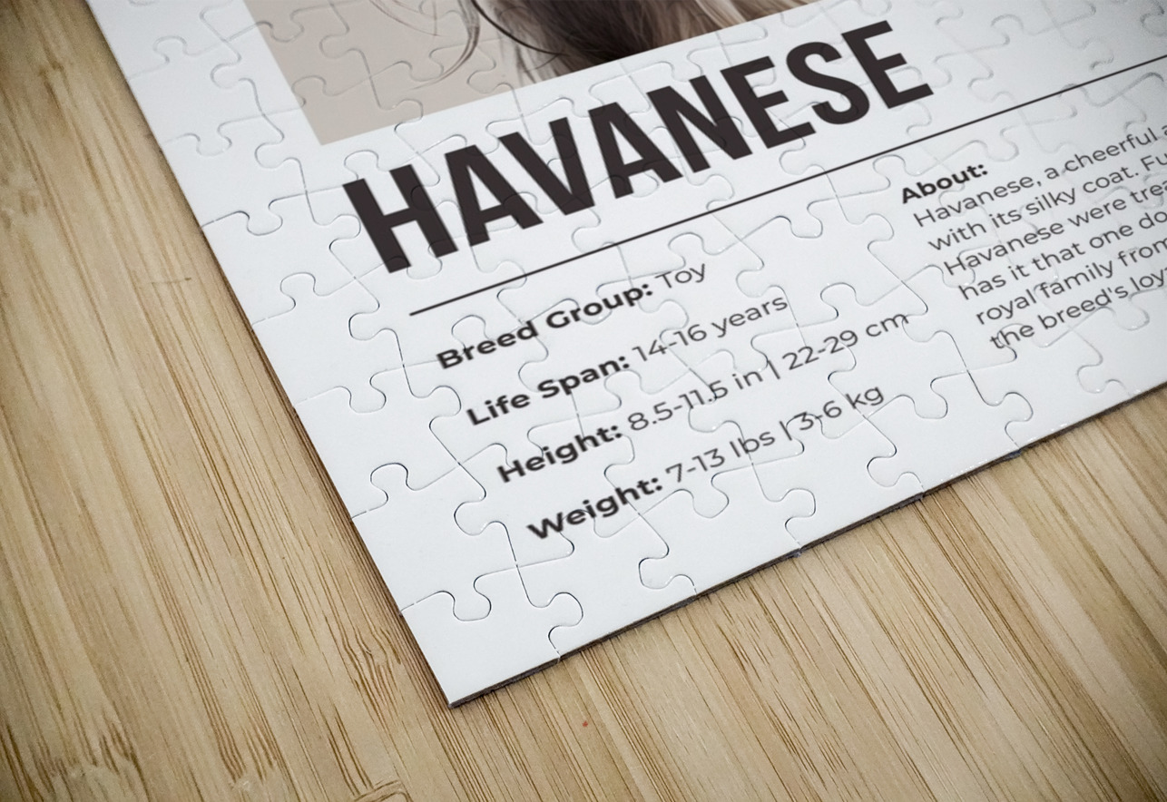 Havanese Informative Poster Windawn Puzzle