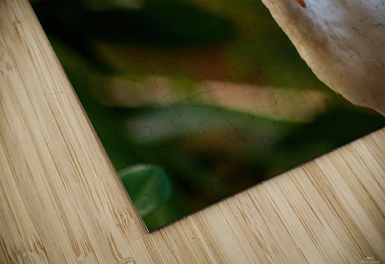 The Happy Ibis Chad Meyer Puzzle