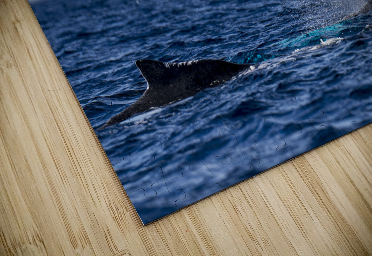 Humpback Whale Spout Blowing near Lahaina Maui Hawaii David Hoffmann Puzzle