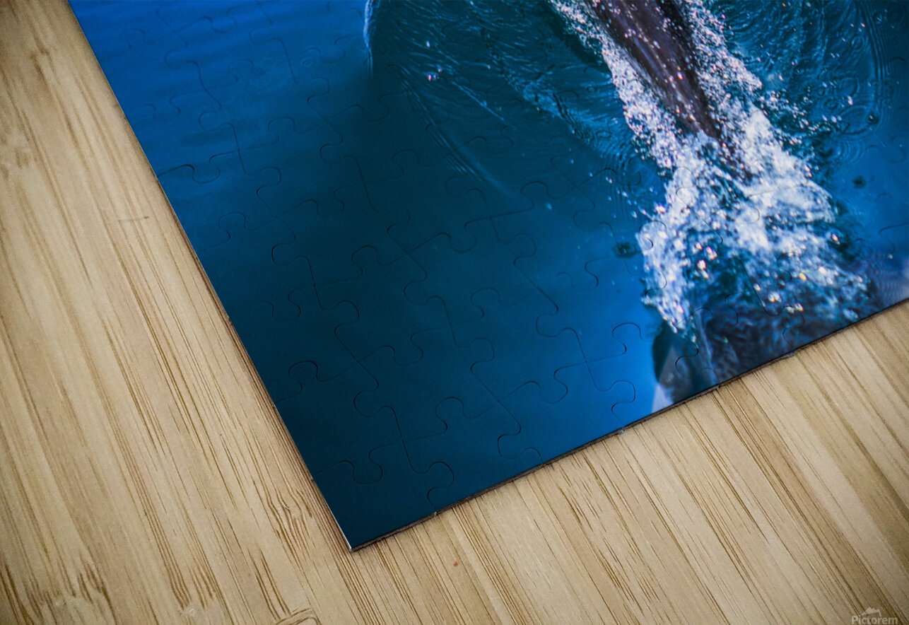 Dolphin following tour boat in Costa Rica Atelier Knox Puzzle