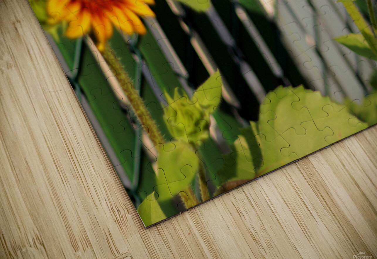 Sunflowers on the Fence Bob McCulloch Puzzle