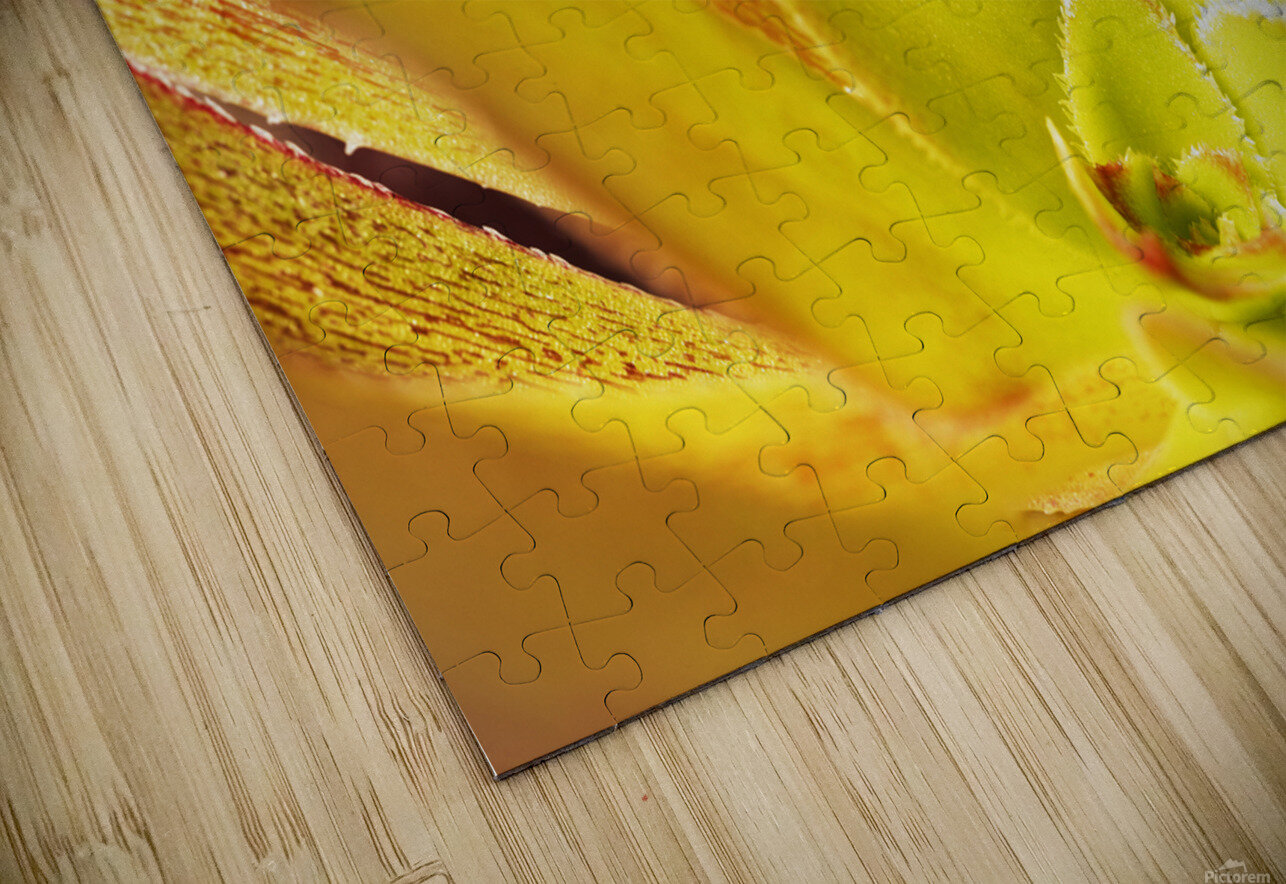 Houseleek  sempervivim plant detail victimewalker Puzzle