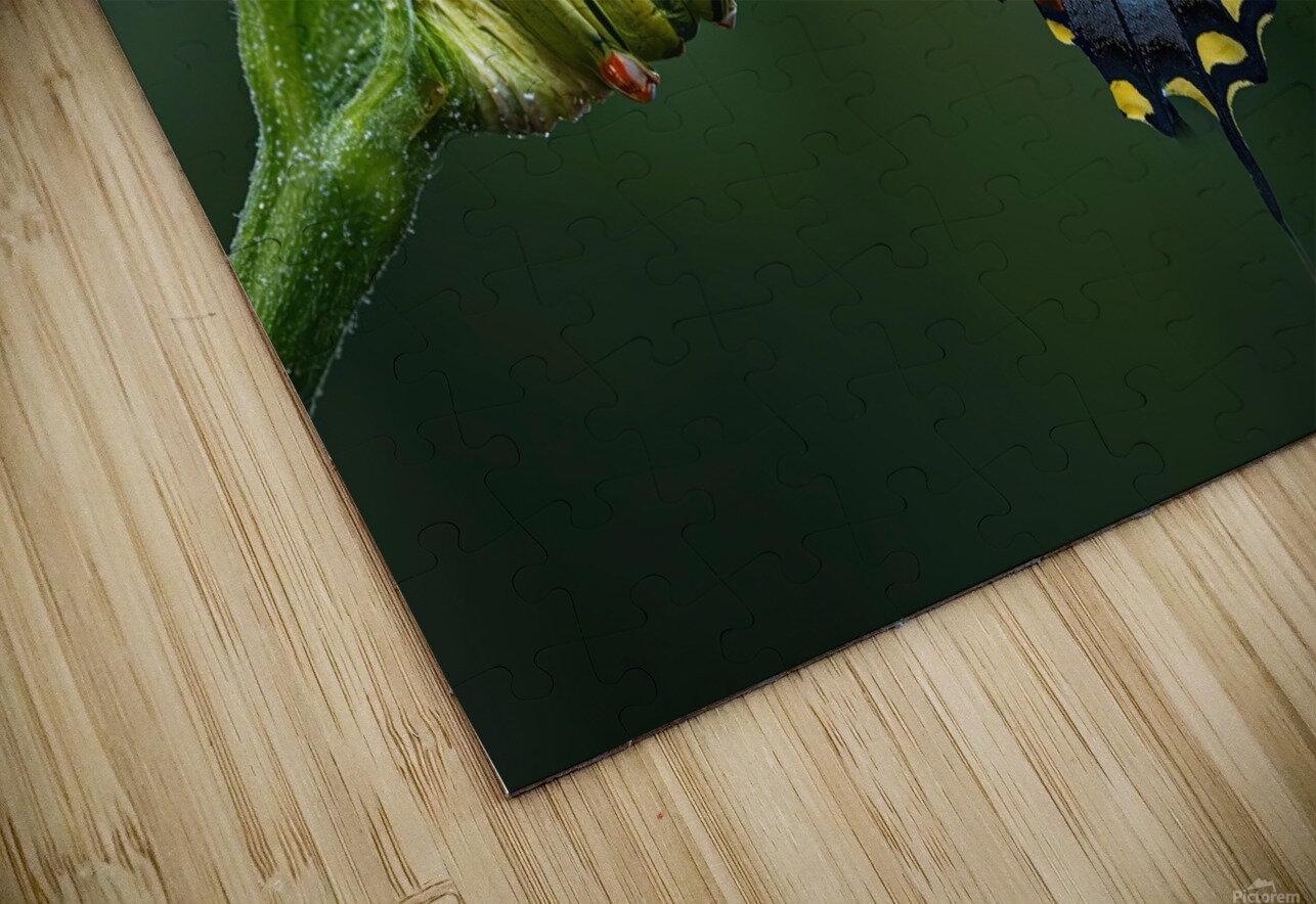 metamorphosis Joaquin Corbalan Puzzle