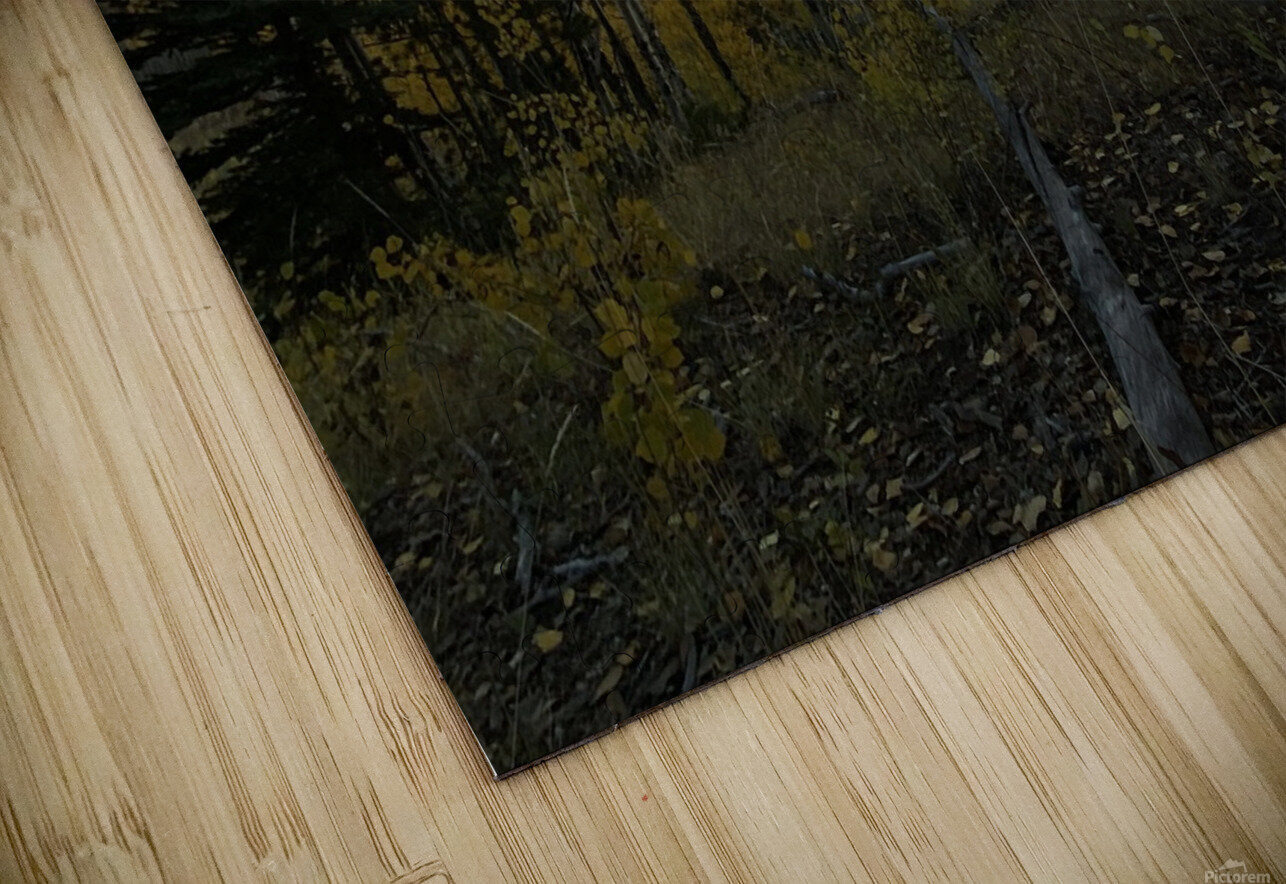 IMG 8279 Ox photography Puzzle