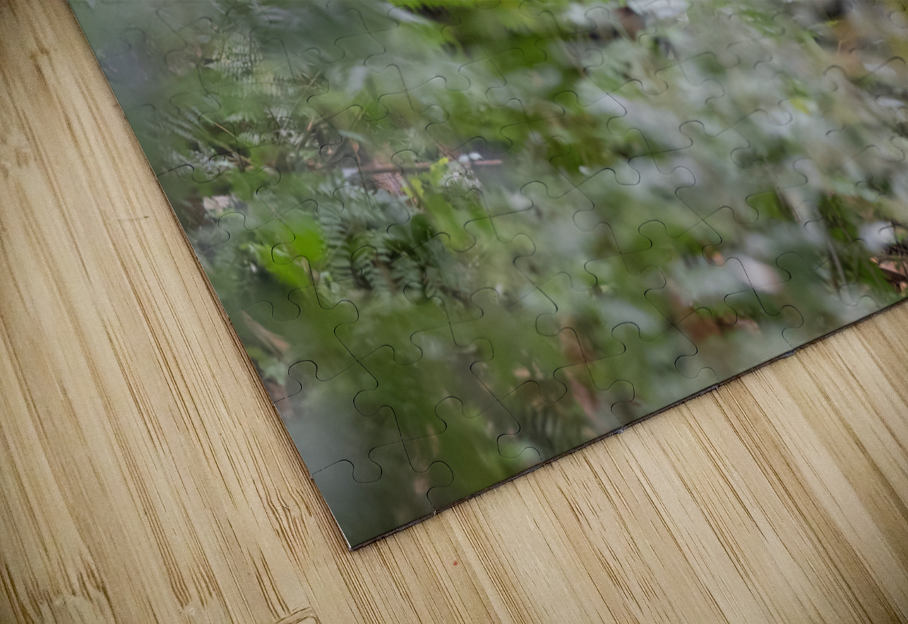 Silverback Contact David Northall Puzzle