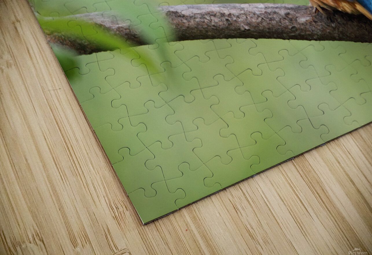 Common Kingfisher Alcedo atthis DirkR Puzzle