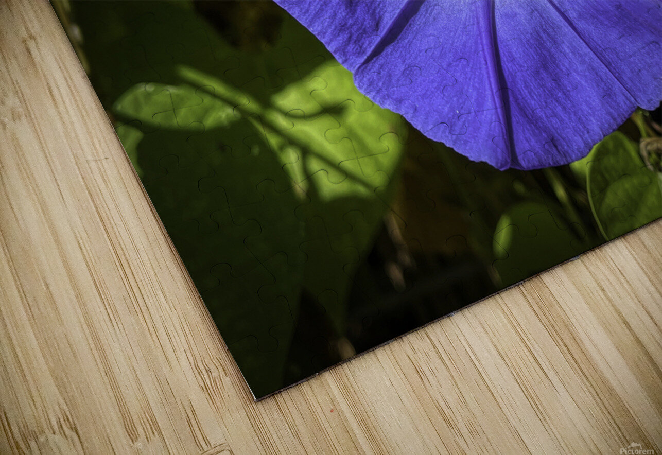 Morning Glory Judy Vincent Photography Puzzle