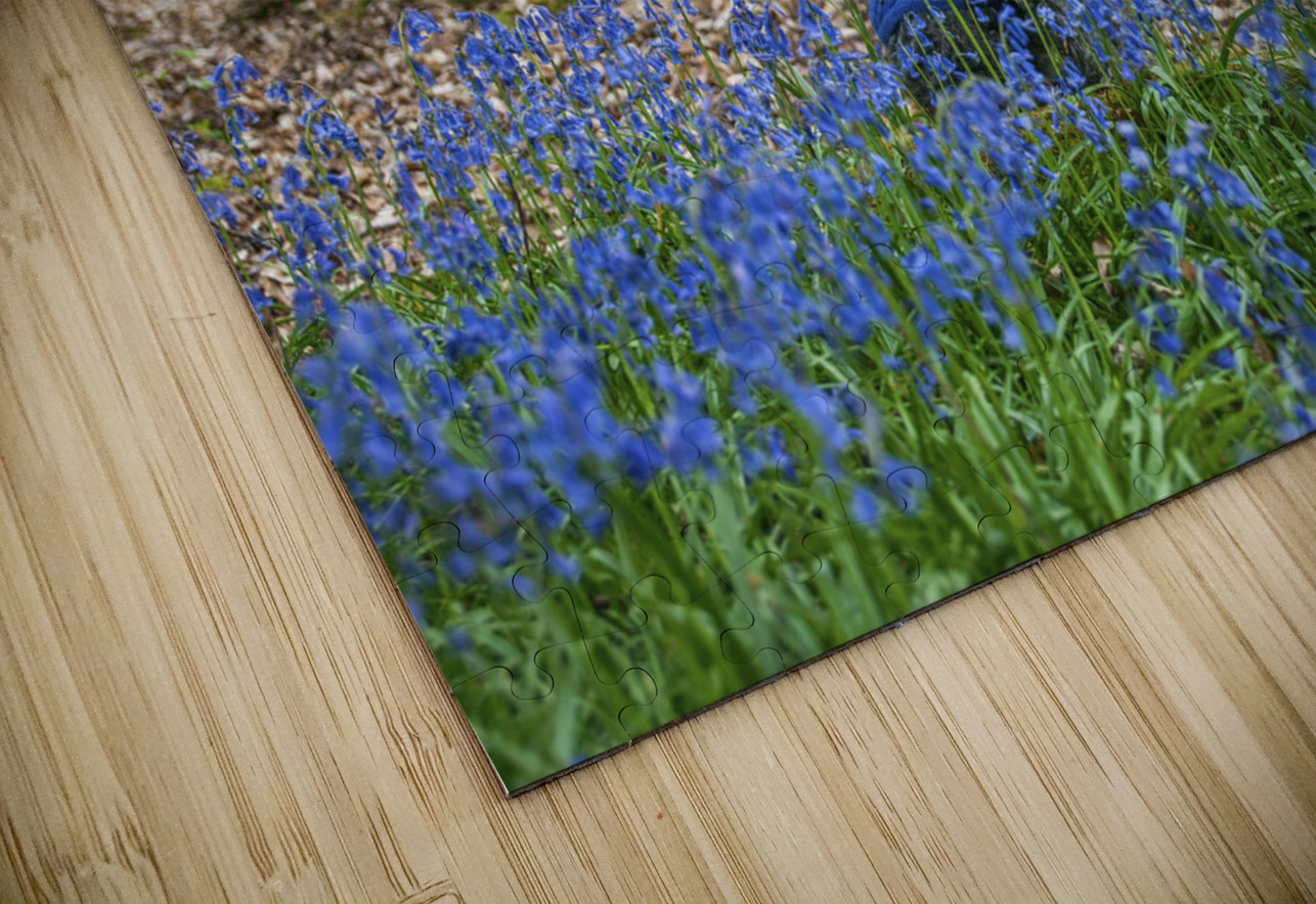 Dog in Bluebells Assaf Frank Puzzle