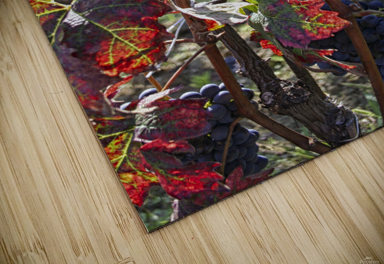 Colorful vineyard Patricia Hofmeester PHotography Puzzle