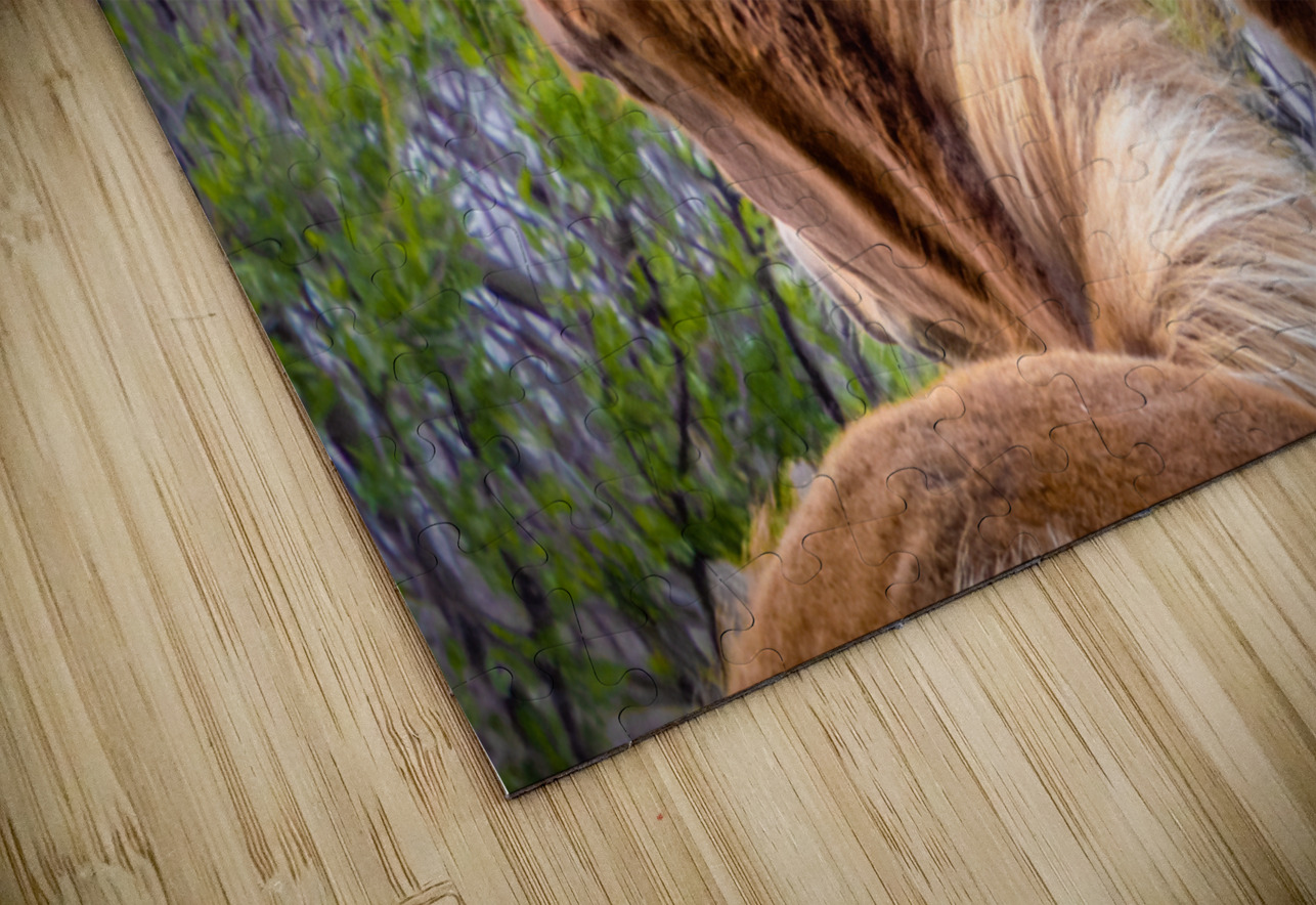 Wild Horses Sparring Norma Brandsberg Photography Puzzle