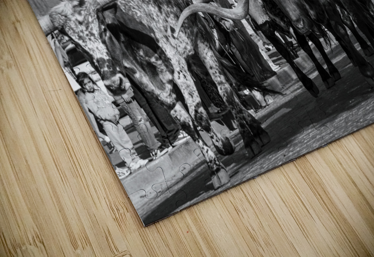 stockyard cattle drive  horizontal 803 Drive 13k. Black And White Puzzle