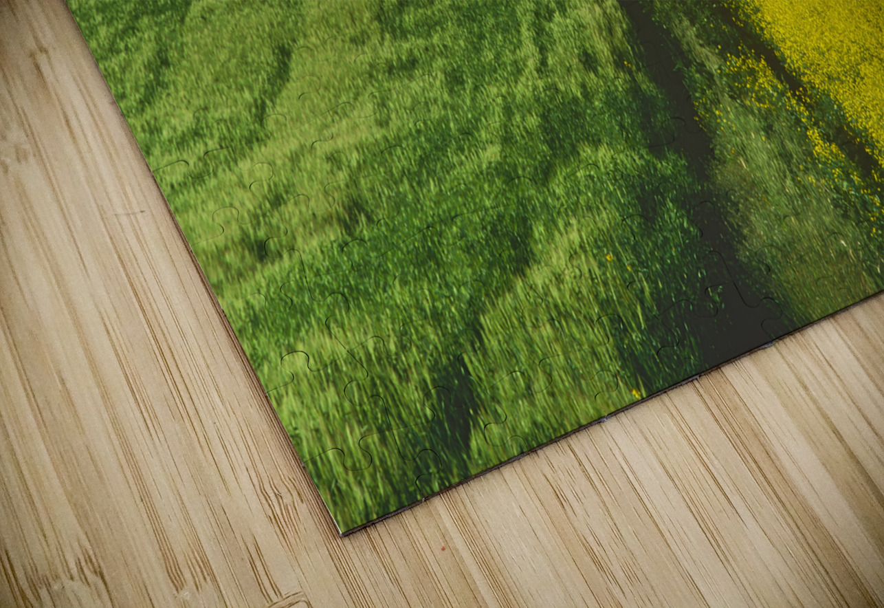 Path Through Barley and Canola Dave Reede Photohgraphy Puzzle