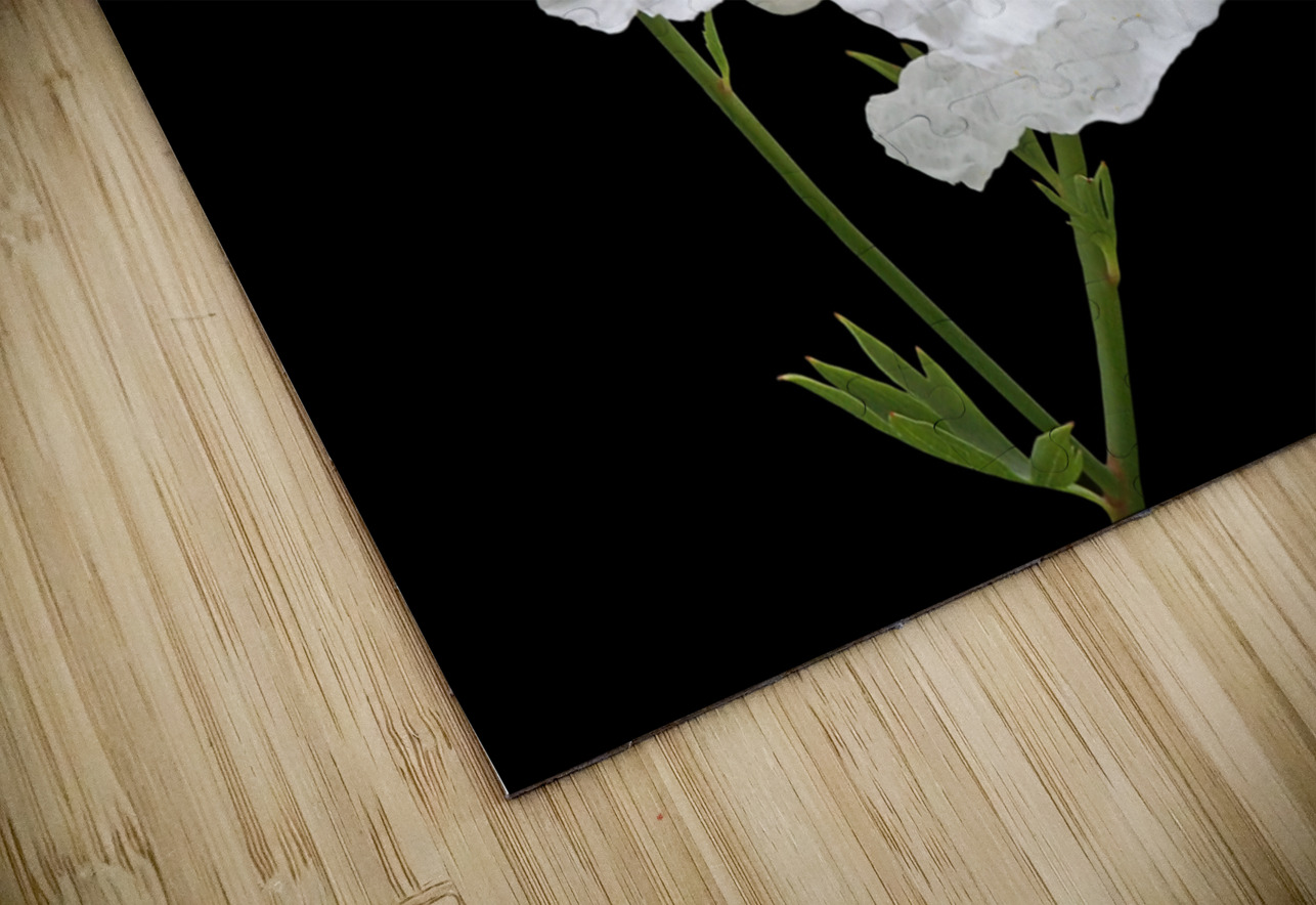 Matilija Poppy on Black Gill Billington Puzzle