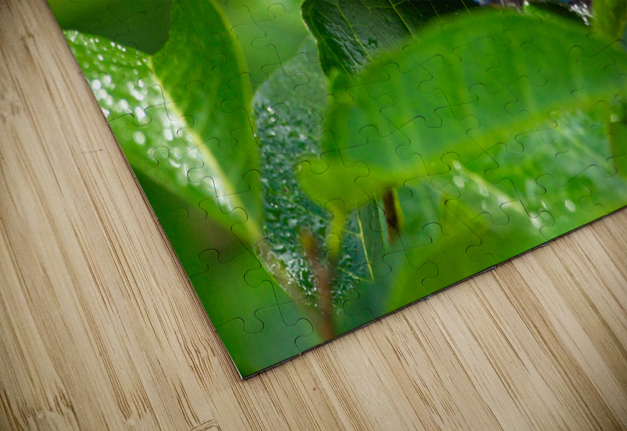 Achilles Blue Morpho Butterfly Adel B Korkor Puzzle