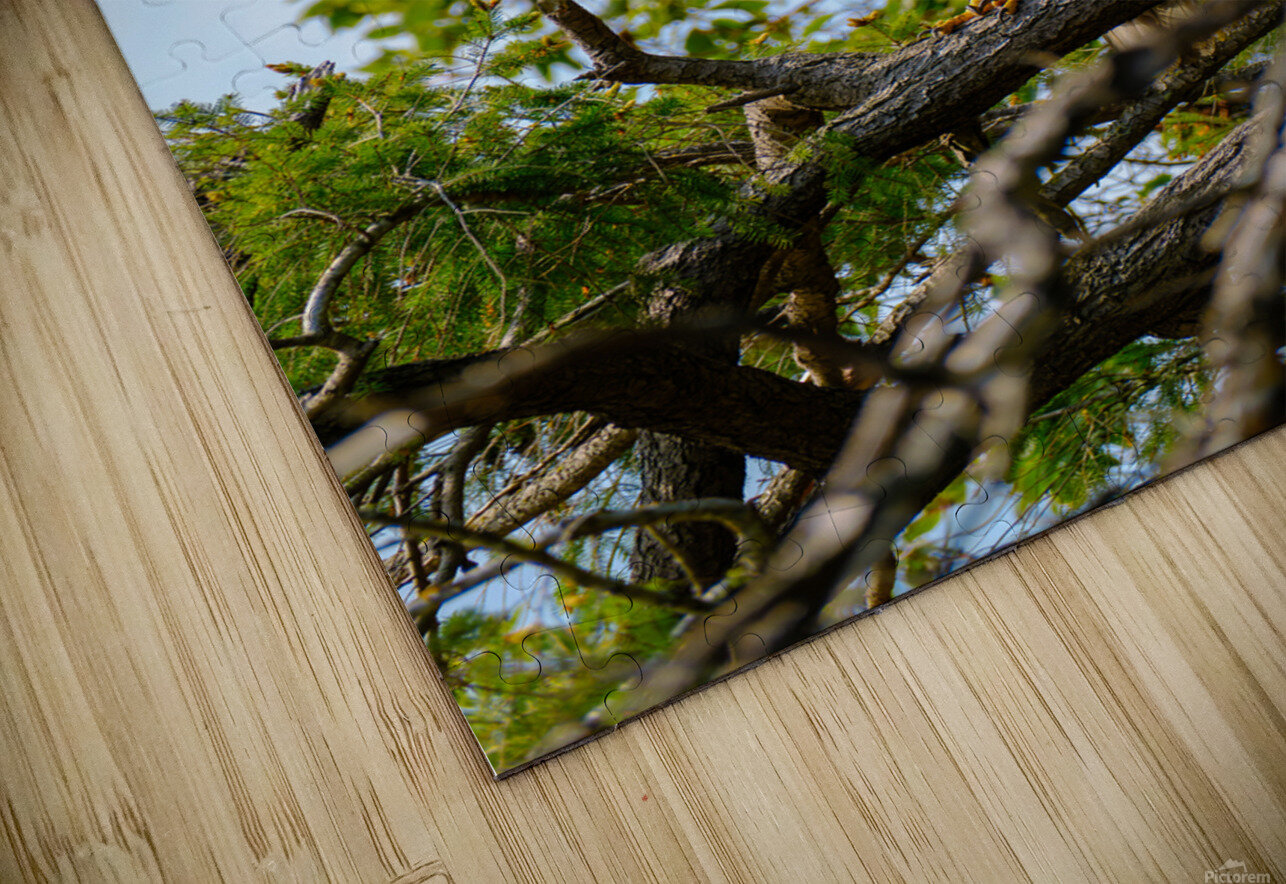 Bald Eagle in the Madrone Tree Brad Millett Photography Puzzle