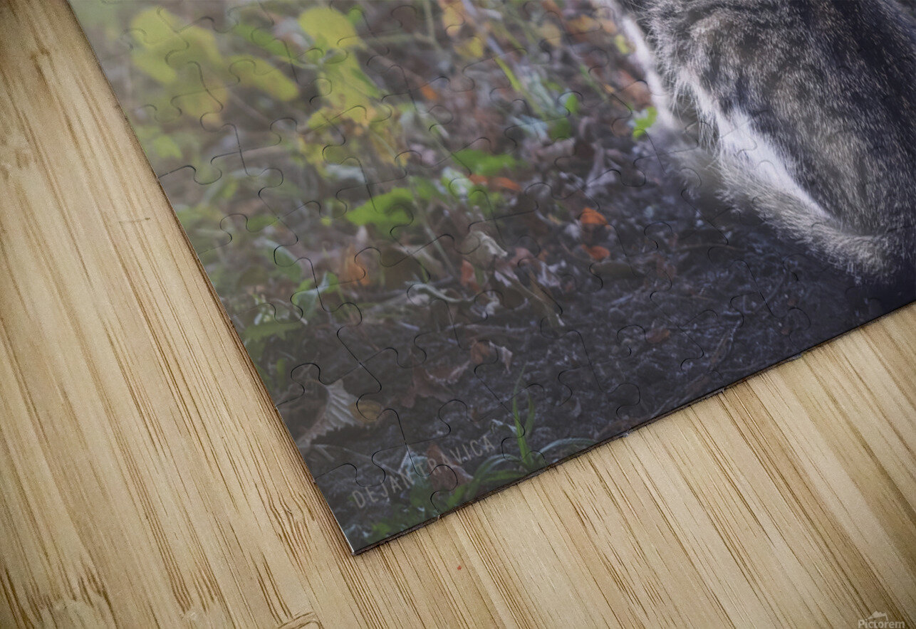 A little kitten is looking straight into your eye Dejan Travica Puzzle