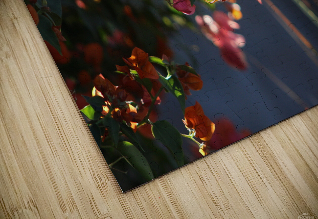 Salmon Bougainvillea in Sunlight Landscape Photography and Digital Art By Colleen Puzzle