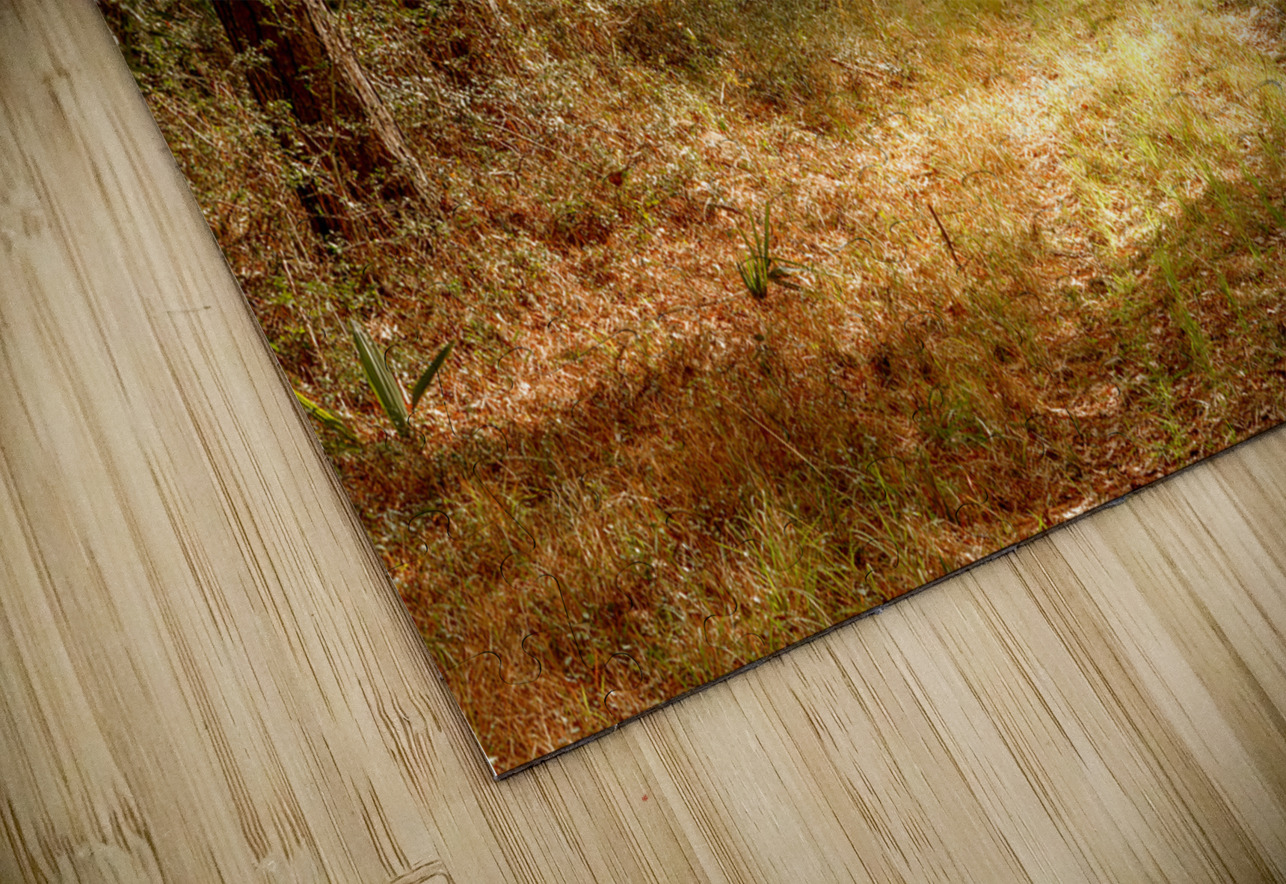 McClellanville Forest Wetlands Trail Norma Brandsberg Photography Puzzle