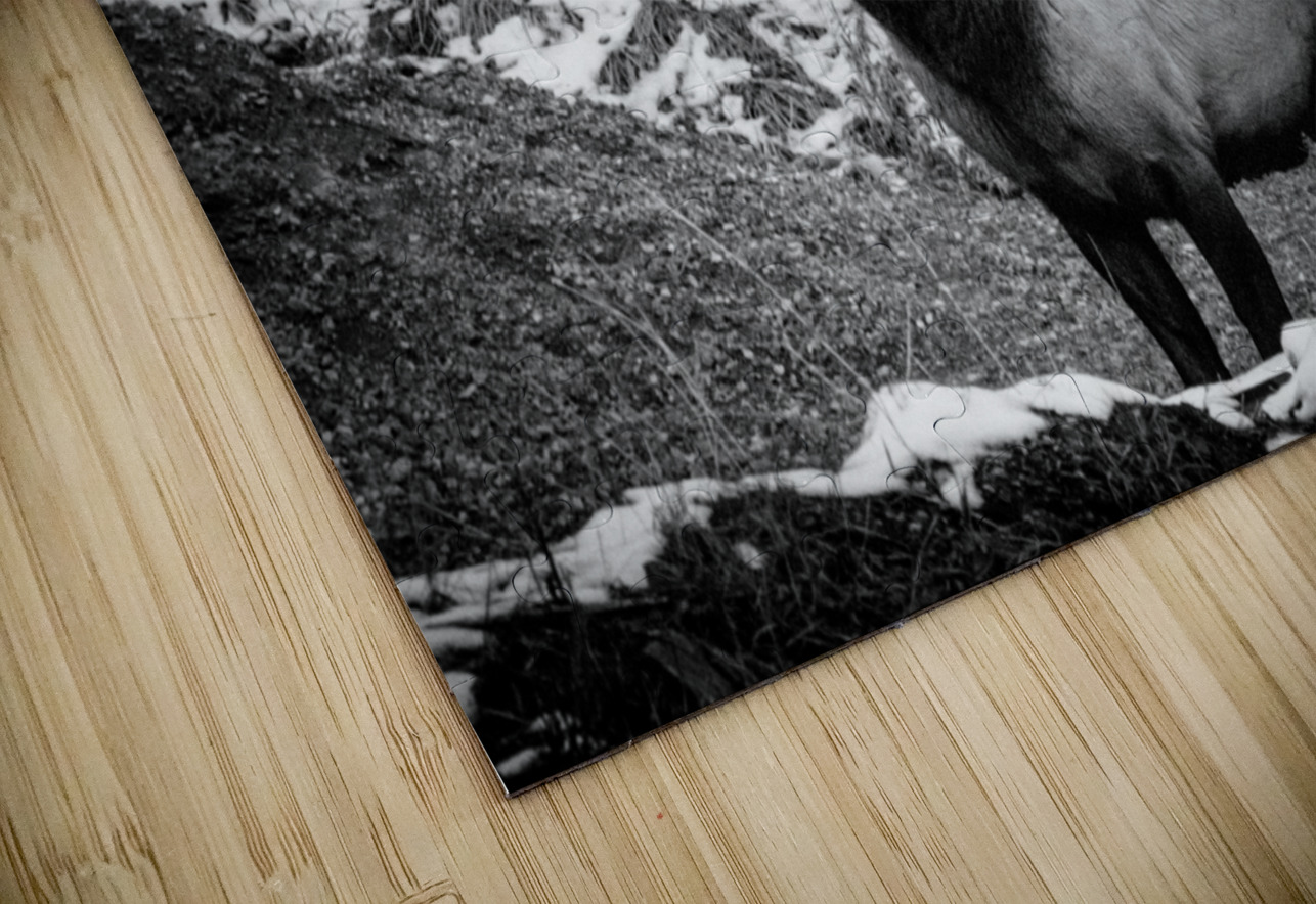 Bull Elk Canada Ivy Rose Photography Puzzle