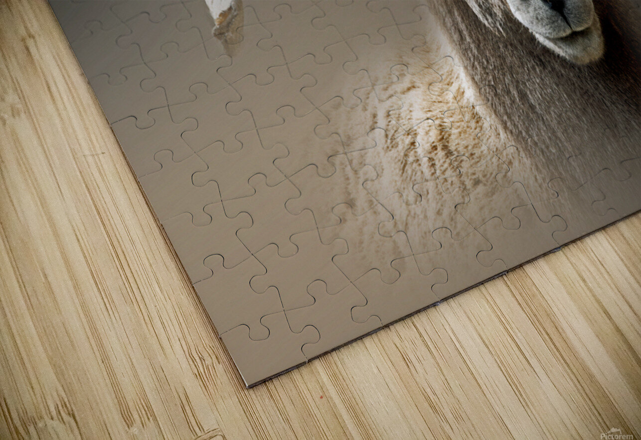 Curly B Zolle Puzzle