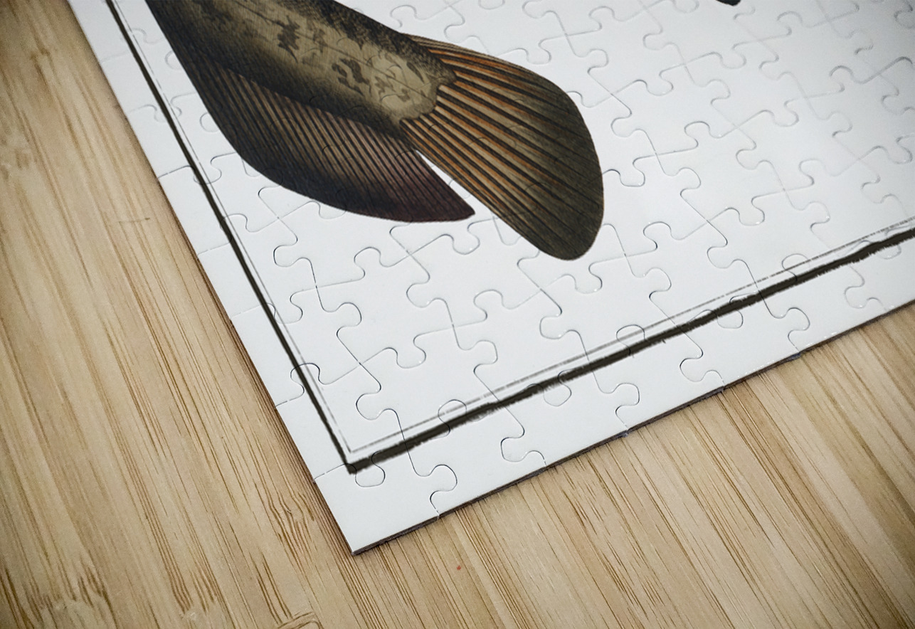 Wels Catfish Sheatfish History In Your Home Puzzle