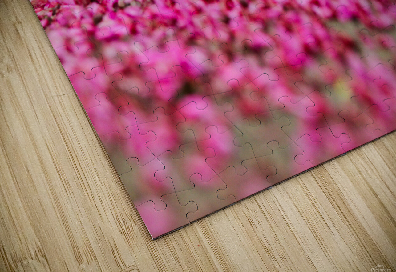 Spring time my front yard a Redbud tree Chicago Illinois Tony Lacroix Puzzle