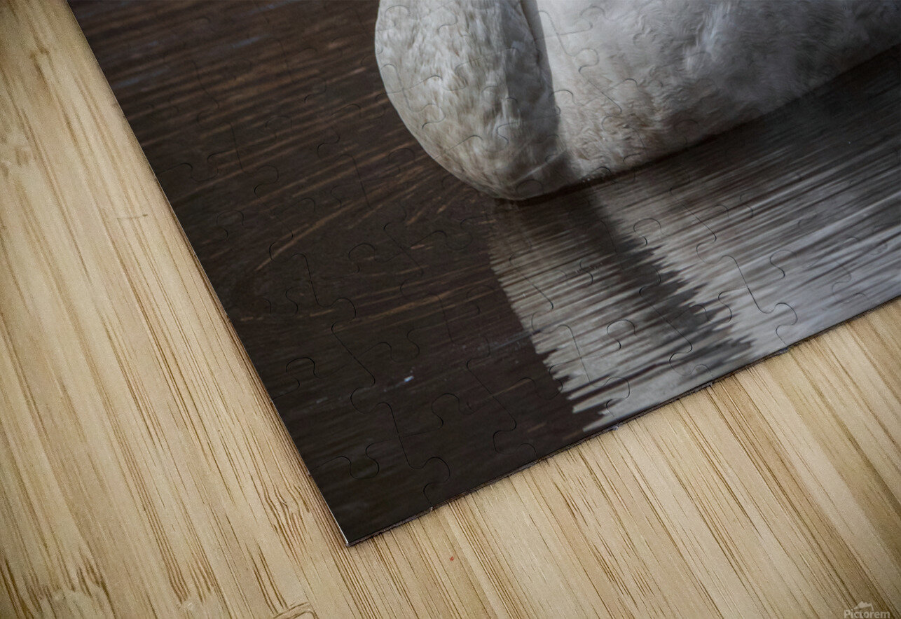 Preening Trumpeter Swan Chad Meyer Puzzle