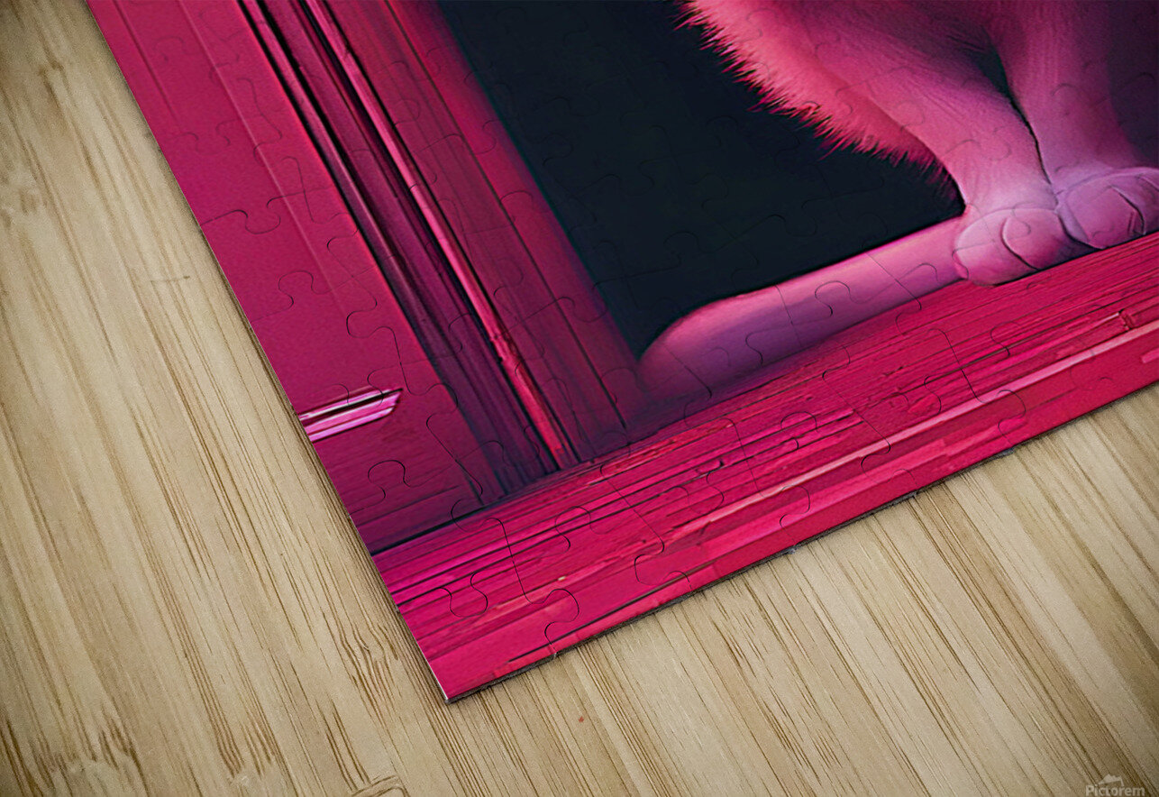 cat in door Irfan chishty Puzzle