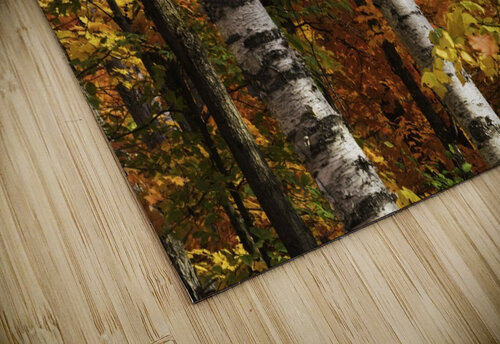The colourful leaves and birch tree trunks in Algonquin Park; Ontario, Canada PacificStock puzzle