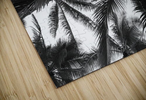Low angle view of coconut palm trees in black and white; Honolulu, Oahu, Hawaii, United States of America PacificStock puzzle