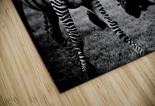 black and white africa animals wilderness Stockpix puzzle