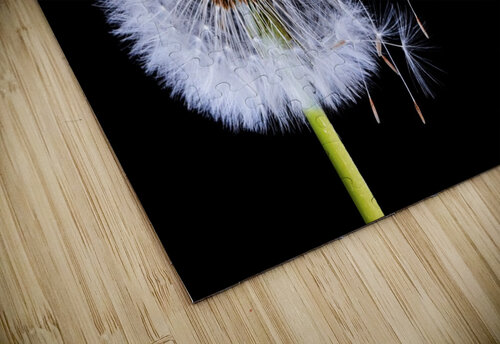 Dandelion Blowing 1x puzzle