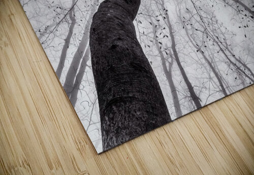 A view of the tree crown 1x puzzle