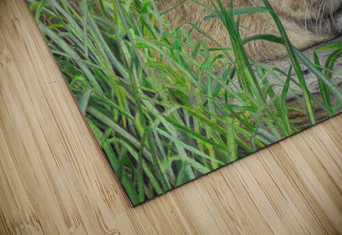 Sleeping Lion Lindsay Mawson puzzle