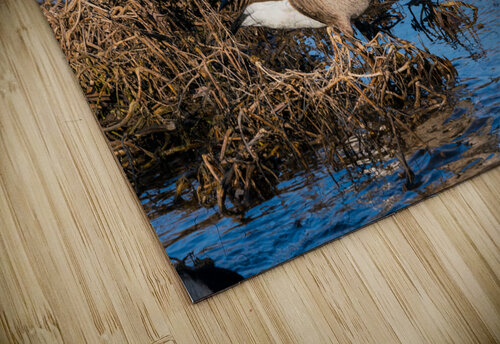 Grooming Canada Goose Jennifer White puzzle