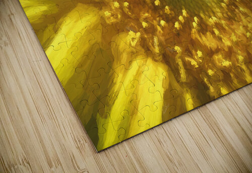 Sunflower Helianthus X 3 Rich Franco puzzle