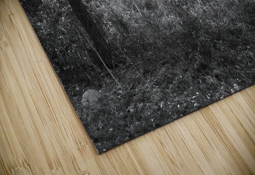 Meandering in the Frances Marion National Forest Norma Brandsberg Photography puzzle