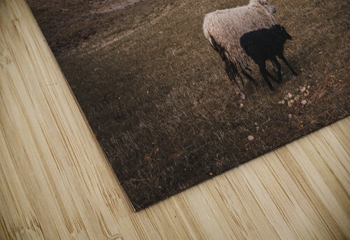 grazing sheep in the village si saksun in the faroe islands Gualtiero Boffi puzzle