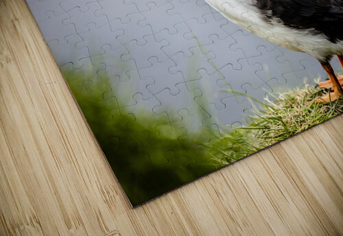 Atlantic puffins on the Faroe Islands. Gualtiero Boffi puzzle