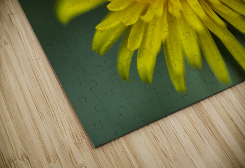 Dandelion Wildflower Macro Iris H Richardson puzzle