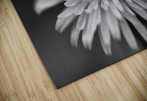 Dandelion Wildflower Macro B&W Iris H Richardson puzzle
