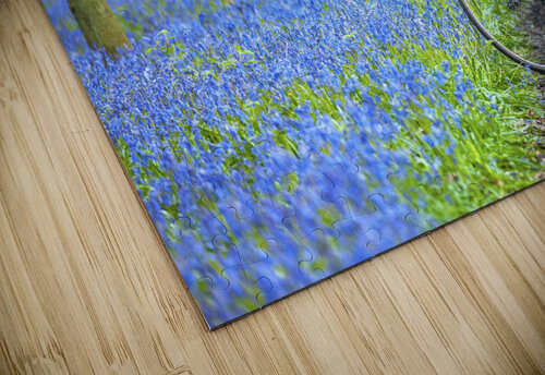 Bicycle in spring forest Assaf Frank puzzle